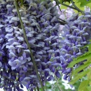 Lila akác növénykapu / Wisteria