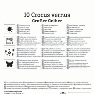 Kiepenkerl Sáfrány / Crocus Grosser Gelber virághagyma