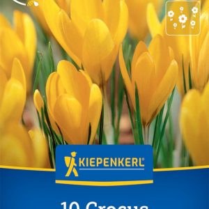 Kiepenkerl Sáfrány / Crocus Grosser Gelber virághagyma