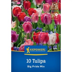 Kiepenkerl Tulipán / Big Pride Mix virághagyma