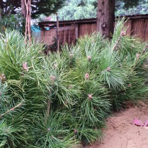 Erdei feny Pinus sylvestris Bar ti D szfaiskola Kert szet