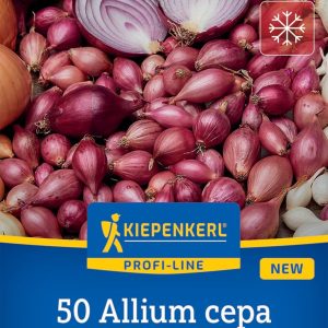 Akado Lilahagyma dughagyma / Kiepenkerl