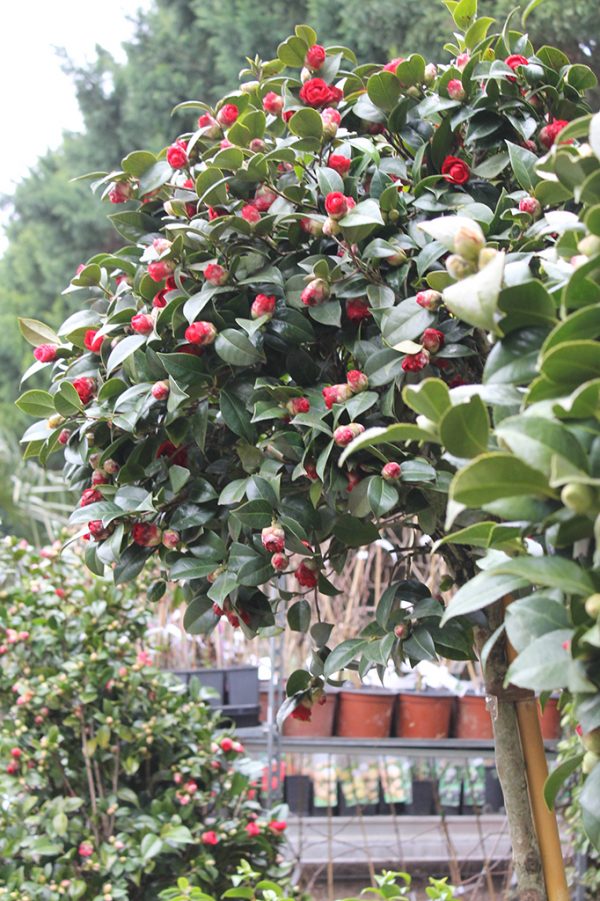 Kamélia fa Camellia japonica