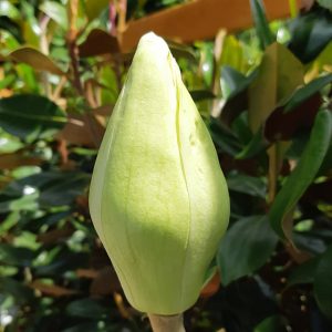 Örökzöld liliomfa Magnolia grandiflora 'Goliath'