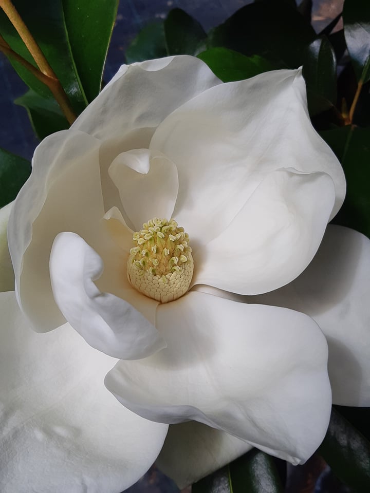 Örökzöld liliomfa Magnolia grandiflora Goliath