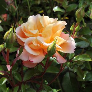 Talajtakaró rózsa Rosa Cubana