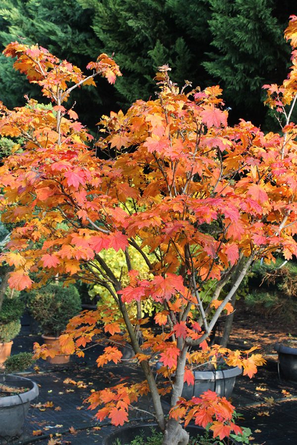 Telihold juhar Acer japonicum Vitifolium