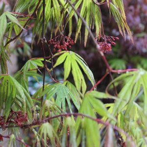 Szeldelt levelű japán juhar Acer palmatum dissectum autumn red