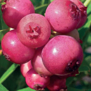 Piros termésű áfonya Vaccinum corymbosum Pink Lemonade