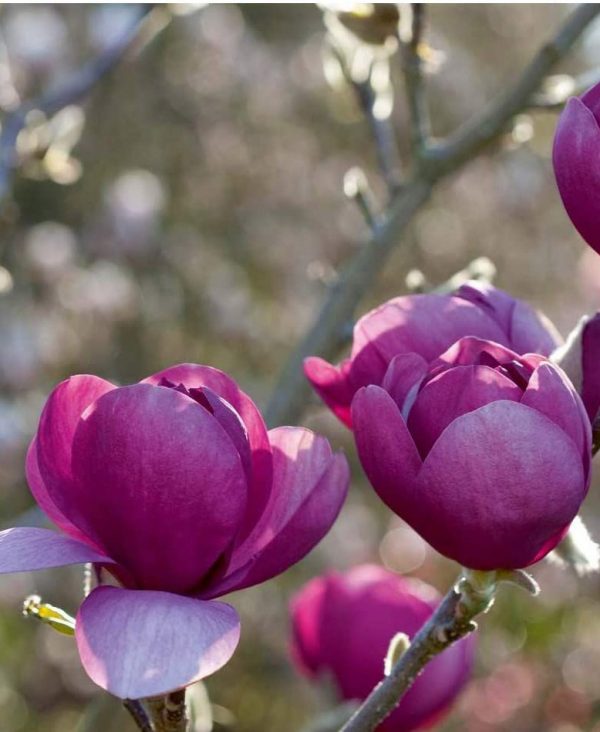 Liliomfa, sötétbordó virágú Magnolia Black Tulip