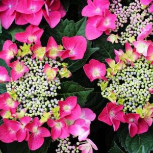 Kerti hortenzia Hydrangea macrophylla Frisbee Hot Pink