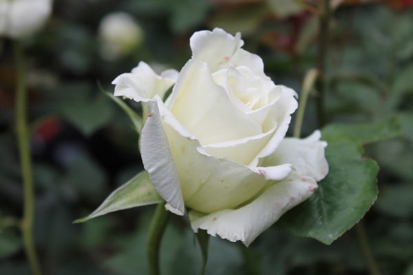 Rózsa Rosa Bianca