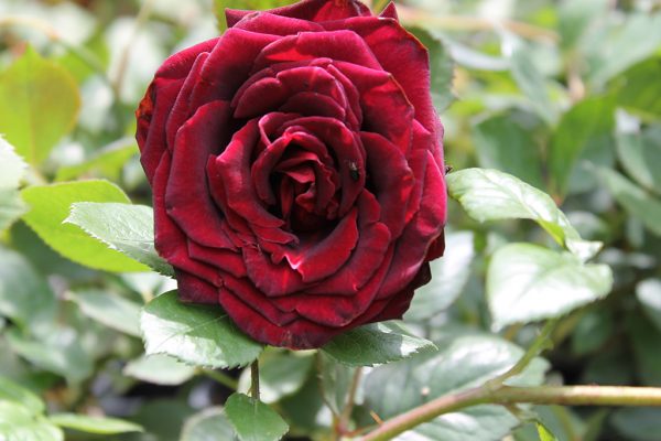 Rózsa Rosa Black Magic