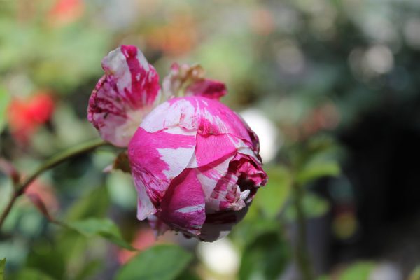 Rózsa Rosa cristata