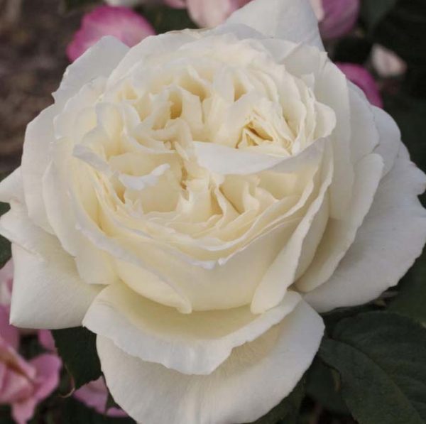 Rózsa Rosa Jeanne Moreau