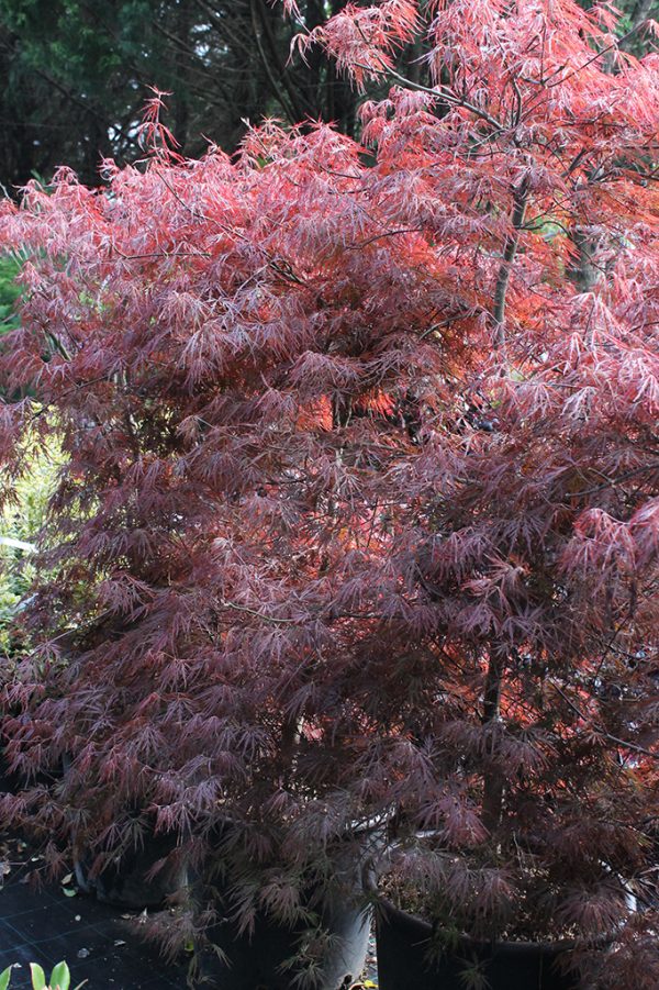 Szeldelt levelű japán juhar Acer palmatum Dissectum Tamukeyama