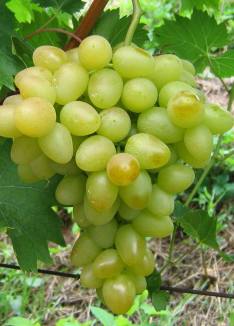 Árkádia szőlő