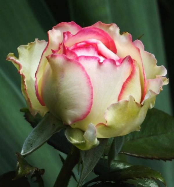 Törzses rózsa Rosa Biedermeyer