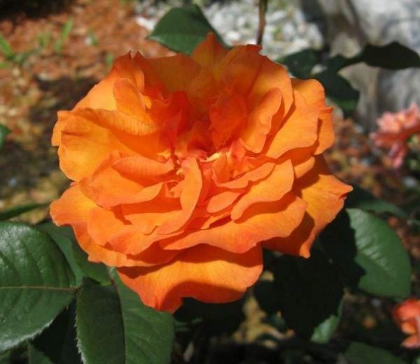 Rózsa Rosa Doris