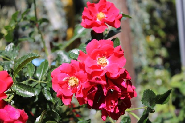 Törzses rózsa Rosa Matador