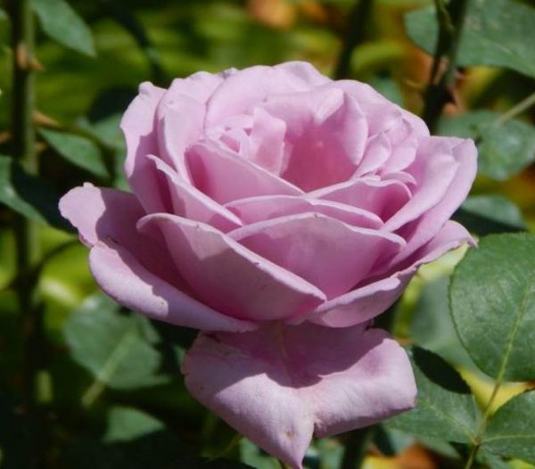 Rózsa Rosa Sissi