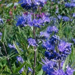 Angol kékszakáll / Caryopteris x clandonensis fajták