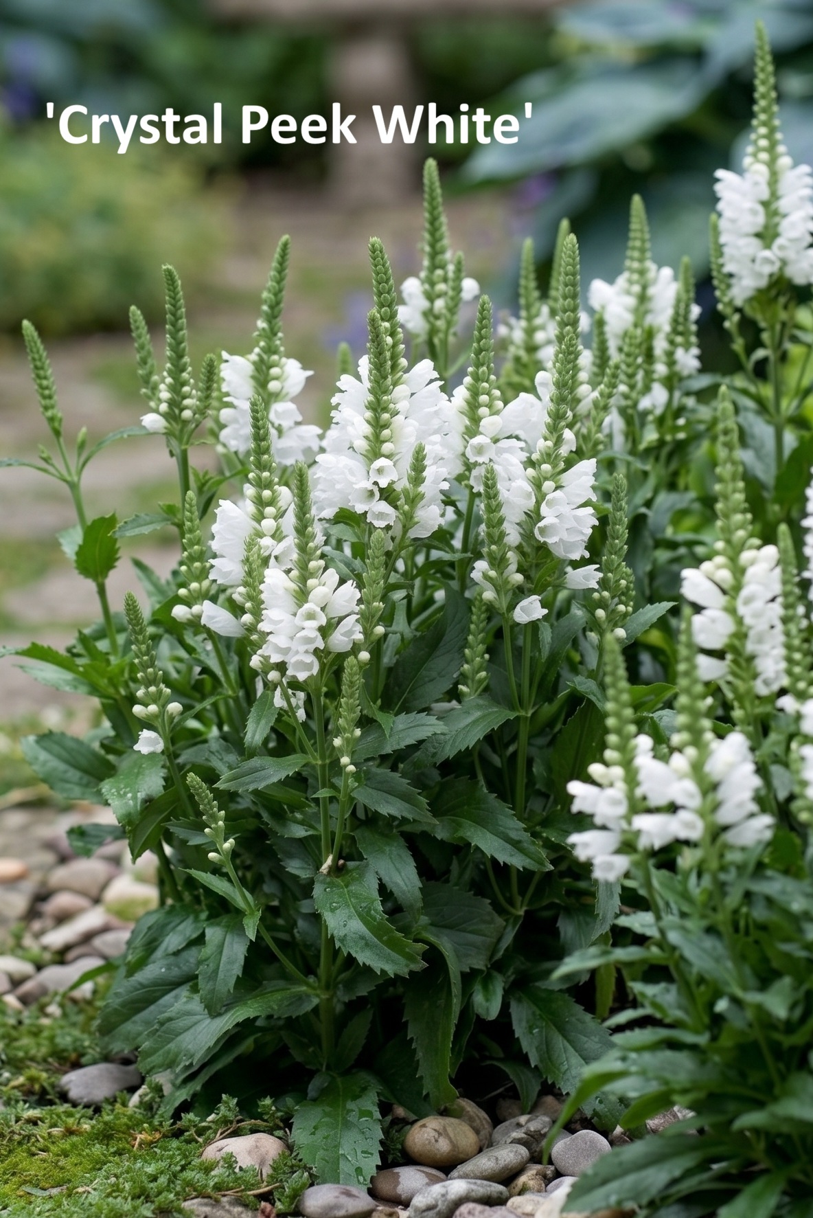 Physostegia_virginiana_crystal_peek_white Physostegia virginiana