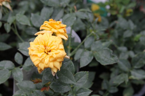 Sárga virágú ágyásrózsa Rosa Golden Sun