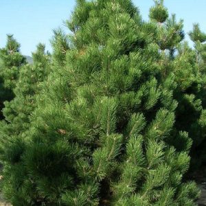 Osztrák feketefenyő Pinus nigra Austriaca