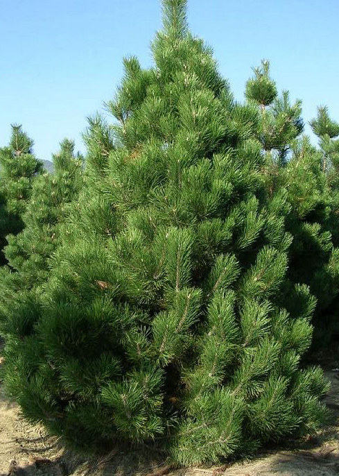 Osztrák feketefenyő Pinus nigra Austriaca