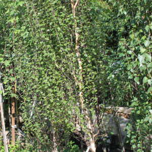 Oszlopos nyírfa Betula pendula Fastigiata