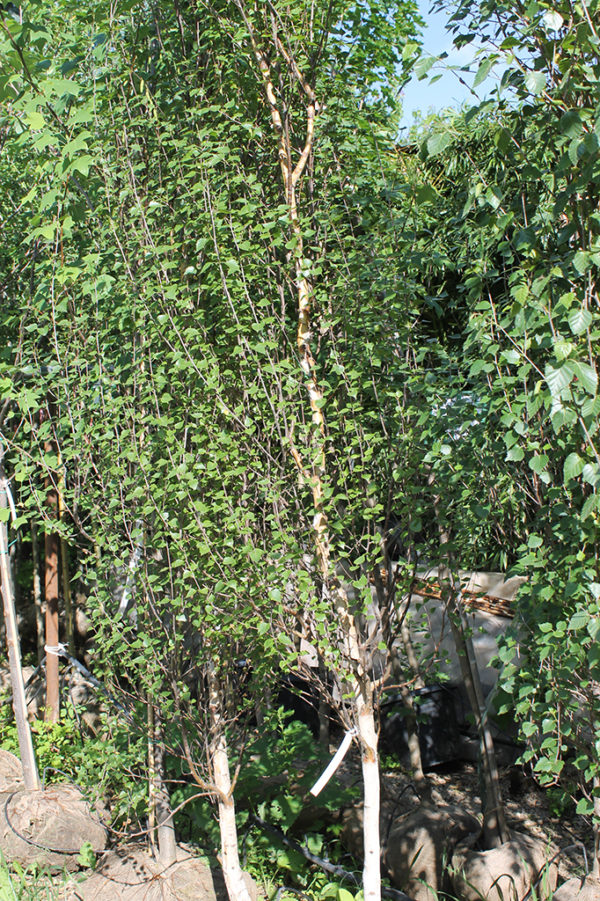 Oszlopos nyírfa Betula pendula Fastigiata
