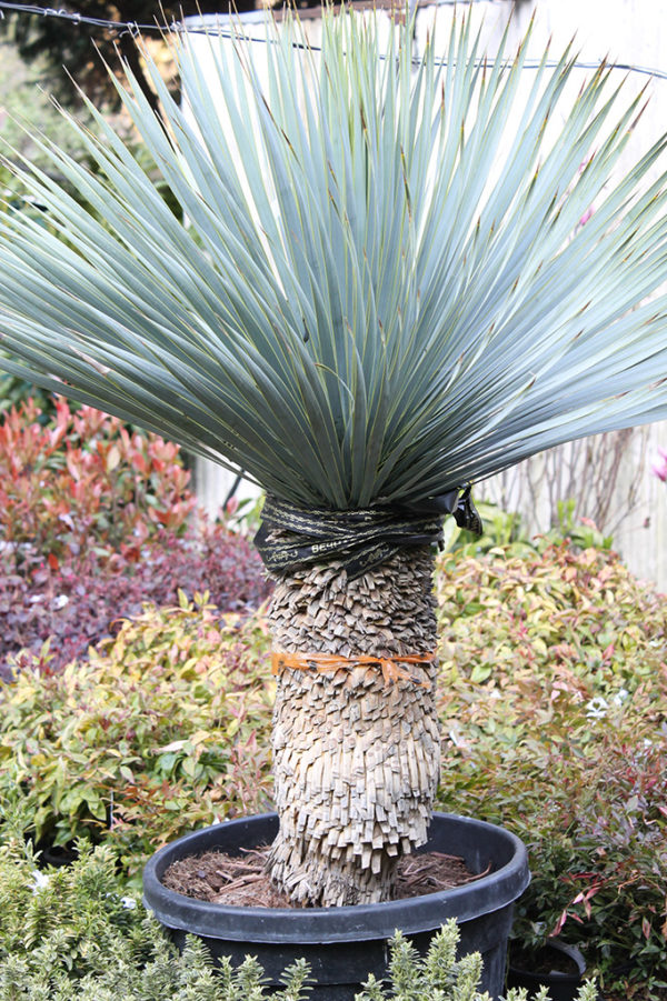 Kéklevelű pálmaliliom Yucca rostrata
