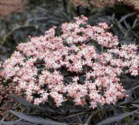 Vörös szeldelt levelű bodza Sambucus nigra Black Lace