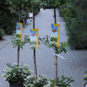 Bugás hortenzia fa oltott Hydrangea paniculata Petite Summer Triple