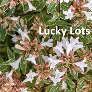 Nagyvirágú tárnicslonc / Abelia grandiflora
