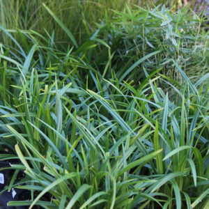 Díszsás Carex morrowii Irish Green