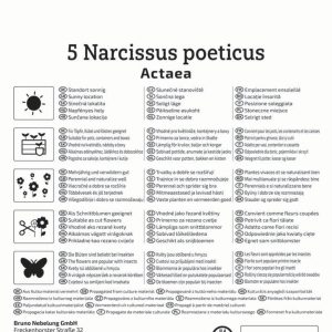 Kiepenkerl Nárcisz / Actaea virághagyma