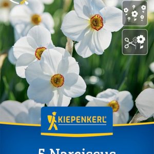 Kiepenkerl Nárcisz / Actaea virághagyma