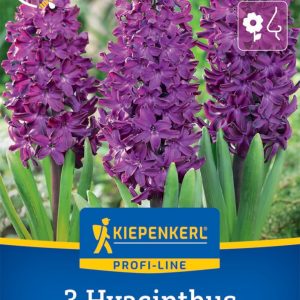 Kiepenkerl Jácint / Woodstock virághagyma