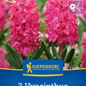 Kiepenkerl Jácint / Jan Bos virághagyma