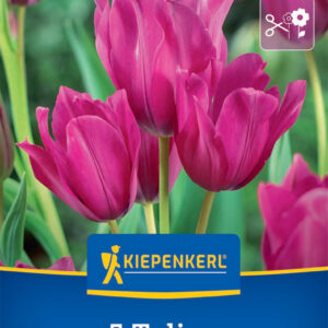 Kiepenkerl Tulipán / Night Club virághagyma