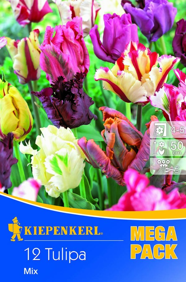 Tulipánhagyma mix / Papagájvirágú tulipánok