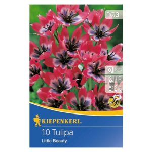 Tulipán / Little Beauty