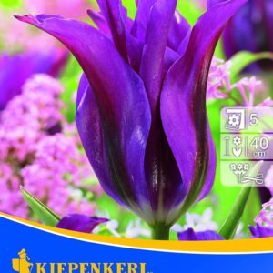 Tulipán virághagyma Purple Doll
