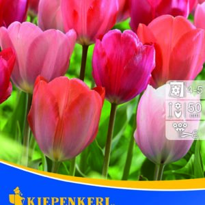 Tulipán virághagyma Van Eijk-Mix
