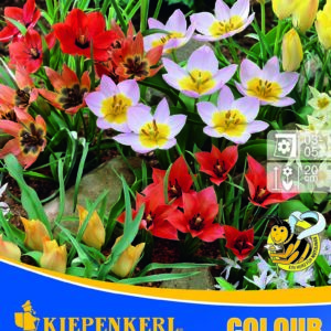 Virághagyma mix / Méhlegelő tulipán keverék