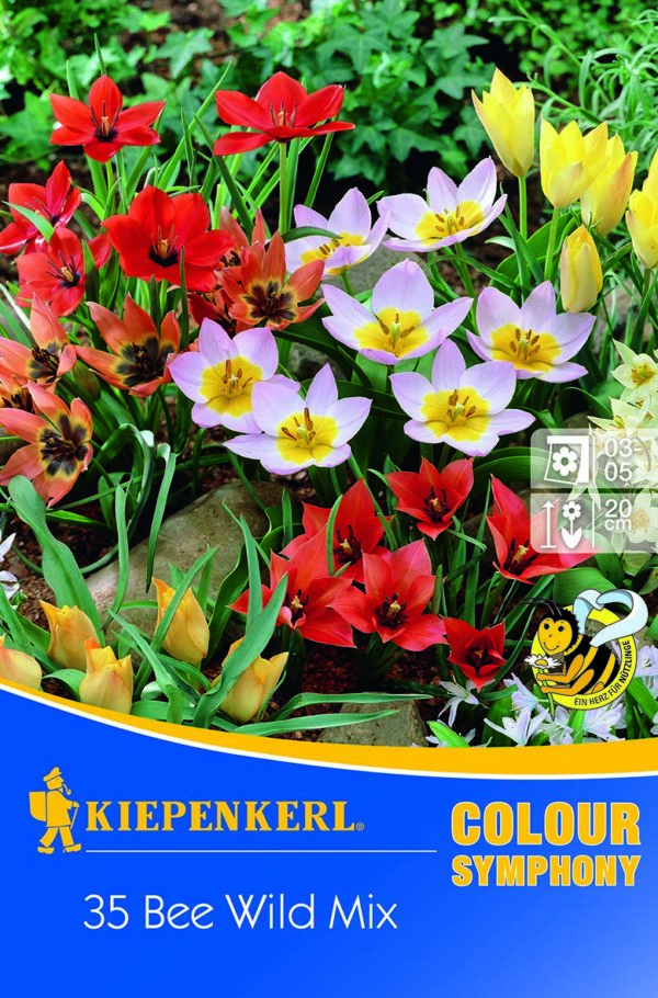 Virághagyma mix / Méhlegelő tulipán keverék