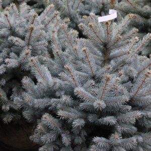 ezüstfenyő Picea pungens Super Seedling Blue