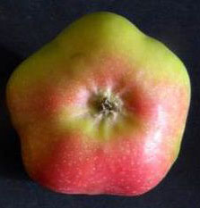 Apistar csillag alakú téli alma
